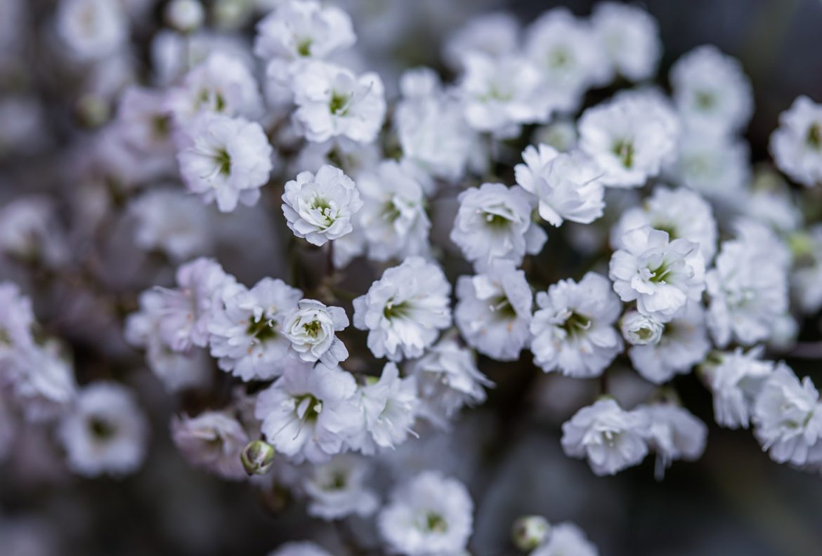 Comment cultiver les plantes Gypsophila dans votre jardin