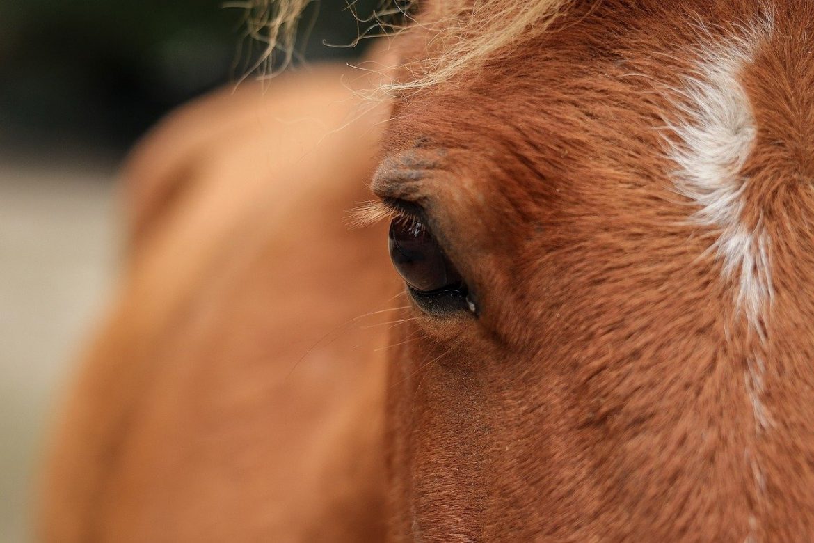 Tout découvrir sur l’ostéopathie animale avant sa reconversion professionnelle