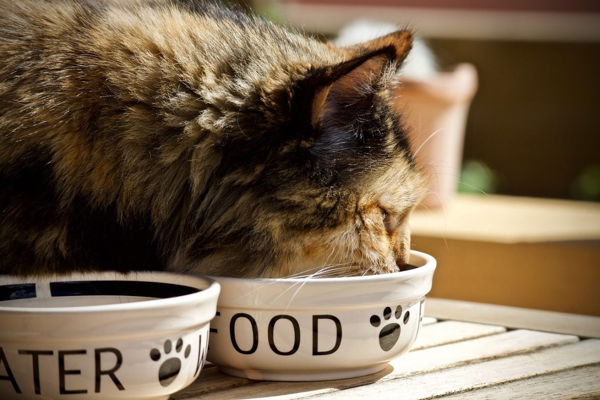 Bi-nutrition: Quelle quantité de nourritures pour son chat?