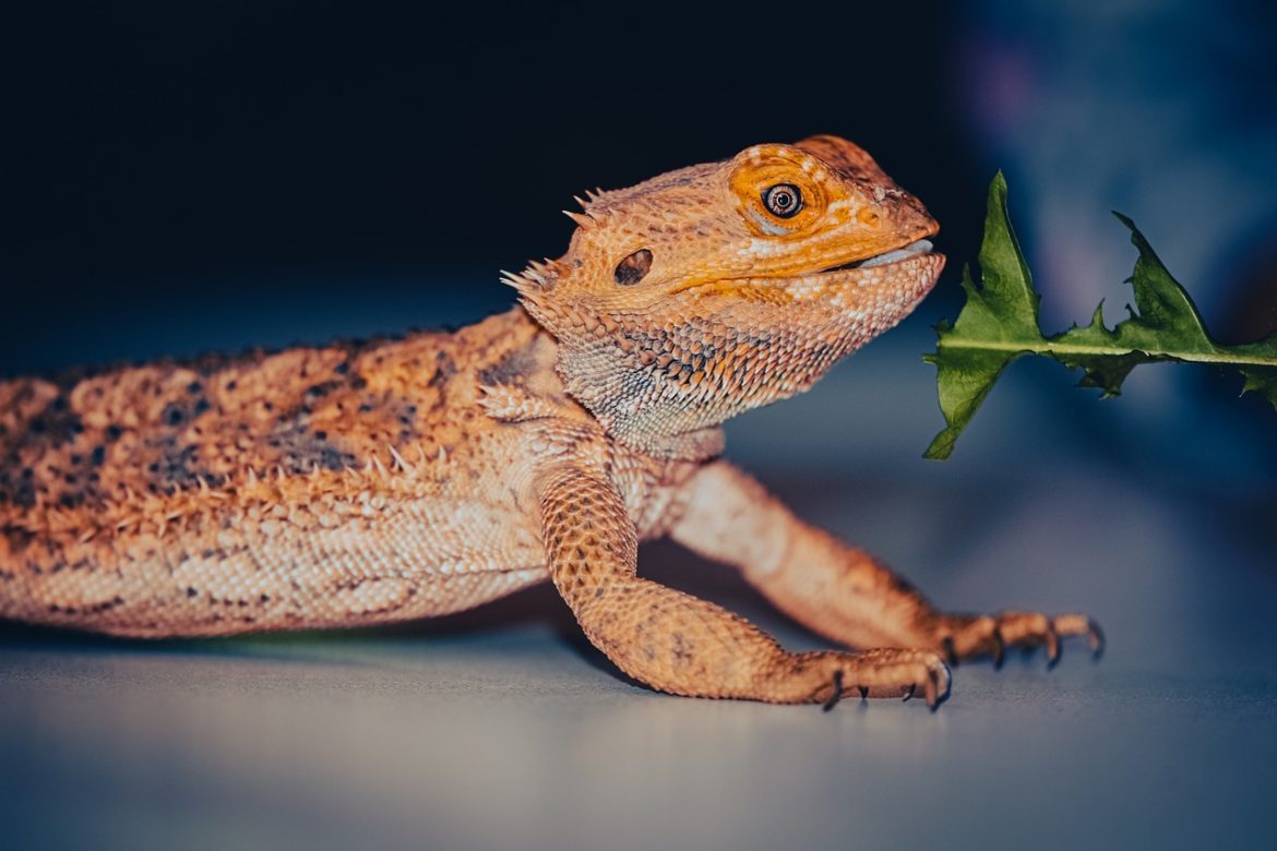 Quelle est la taille des dragons barbus ?